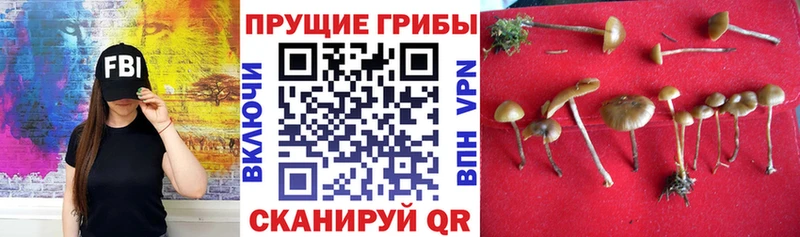 Купить где  Кисловодск  Галлюциногенные грибы прущие грибы 